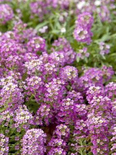 Alysse odorante 'Rosie'O'Day'