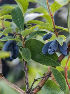 Camerisier bleu 'Boreal Beauty'
