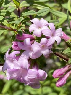 Chèvrefeuille lilas - Lonicera syringantha