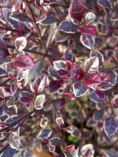 Lophomyrtus Magic dragon