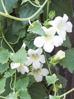 Lofos blanc - Lophospermum scandens Album