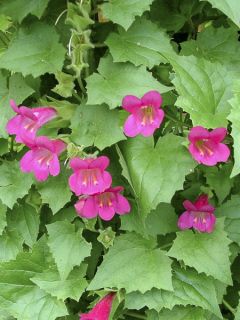 Lofos rose - Lophospermum scandens Rosea