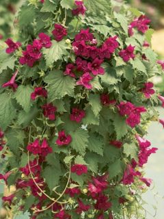 Lophospernum ou Lofos Wine Red