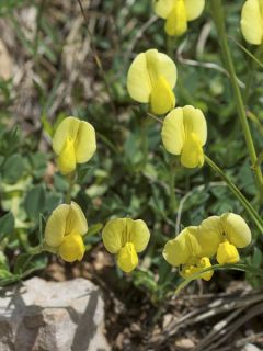 Lotus maritimus, Lotier