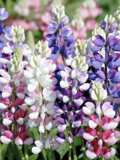 Lupin de Hartweg en melange - Lupinus hartwegii Lupin de Hartweg en melange - Lupinus hartwegii