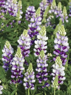 Graines de Lupin annuel Avalune Lilac - Lupinus hartwegii Graines de Lupin annuel Avalune Lilac - Lupinus hartwegii