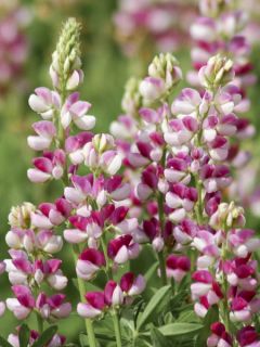 Graines de Lupin annuel Avalune Red-White - Lupinus hartwegii Graines de Lupin annuel Avalune Red-White - Lupinus hartwegii