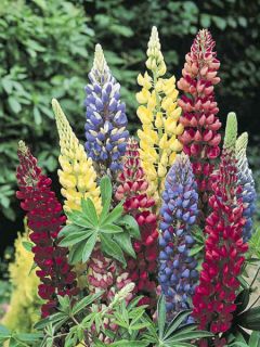 Lupin Russell hybrids Band of Nobles