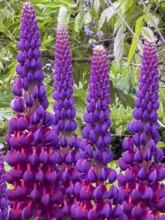 Lupinus Masterpiece - Lupin hybride