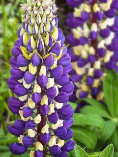 Lupin Purple Emperor - Lupin hybride