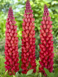 Lupin West Country Towering Inferno® rouge-orangé