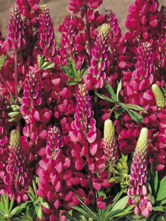 Lupin Morello Cherry 