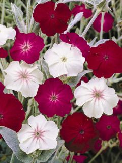 Graines de Lychnis coronaria Dancing Ladies - Coquelourde des Jardins en mélange