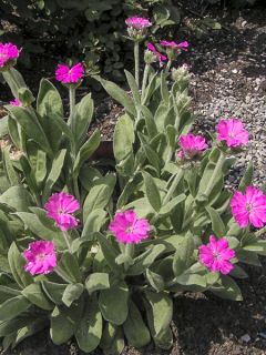 Lychnis flos-jovis Peggy, Croix de Jérusalem