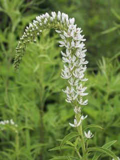 Lysimachia barystachys, Lysimaque