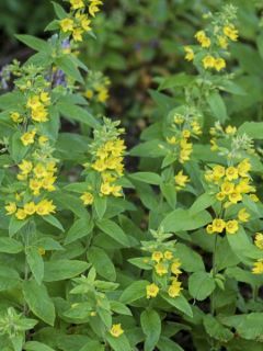 Lysimachia lichiangensis, Lysimaque