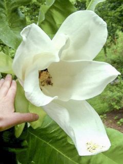 Magnolia macrophylla - Magnolia à grandes feuilles