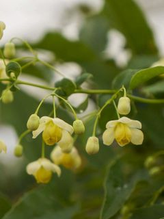 Mahonia russellii - Mahonia de Russel