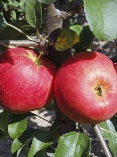 Pommier nain Garden Sun Red® Pommier nain Garden Sun Red®