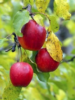 Pommier Maggy ® Pommier Maggy ®