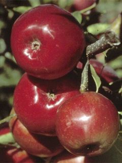 Pommier Mondial Gala - Gobelet en pot de 7,5L ou 10L Pommier Mondial Gala - Gobelet en pot de 7,5L ou 10L