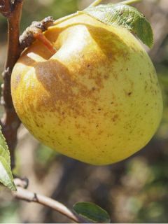Pommier Museau de Lièvre