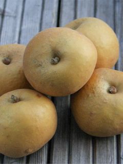 Pommier Patte de Loup Pommier Patte de Loup