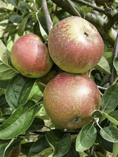 Pommier Reinette d'Armorique