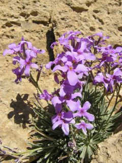 Giroflée quarantaine longipetala bicornis