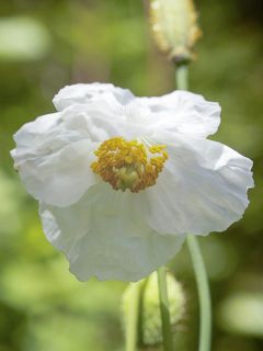 Meconopsis baileyi Alba 