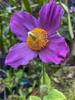 Meconopsis baileyi Hensol Violet