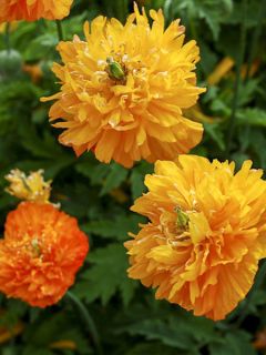 Pavot cambrica Double Mixed - Meconopsis cambrica double