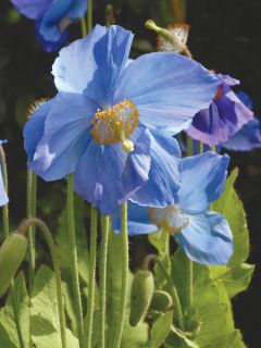 Pavot, Meconopsis grandis