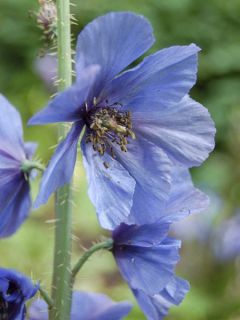 Pavot, Meconopsis horridula