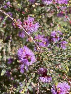 Melaleuca gibbosa - Cajeputier Melaleuca gibbosa - Cajeputier