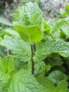 Mentha Algerienne