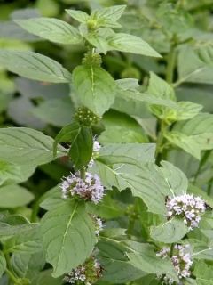 Mentha banane - Mentha arvensis Banana
