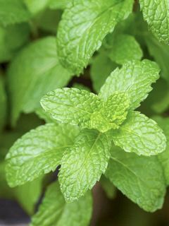 Mentha Goût d'Orange - Mentha citrata Goût d'Orange