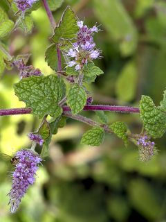 Mentha Gattefossei - Menthe de Gattefosse