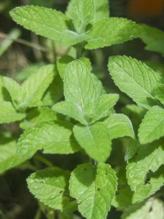 Mentha Chinoise - Menthe Chinoise