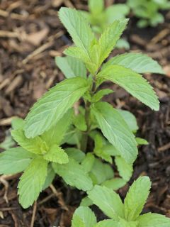 Menthe suisse - Mentha x piperita Swiss