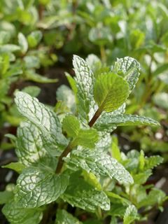 Menthe Tashkent - Mentha spicata Tashkent