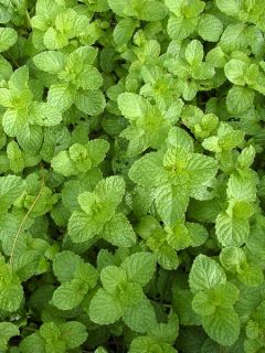 Menthe chewing gum  - Mentha spicata Yakima ® en plant