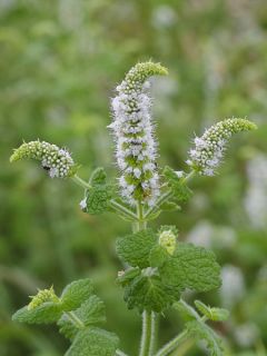 Mentha suave - Mentha suaveolens