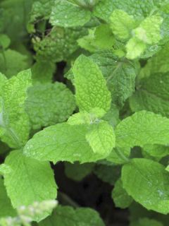 Menthe pomme BIO en plants - Mentha suaveolens Applefruit