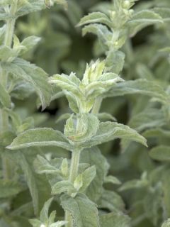 Menthe tomentosa