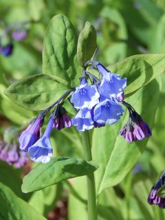 Mertensia virginica - Jacinthe de Virginie
