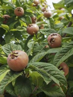Neflier Géant d'Evreinoff Bio en racines nues, forme scion