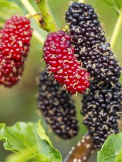 Mûrier blanc, Mûrier commun 'Giant Fruit' Mûrier blanc, Mûrier commun 'Giant Fruit'