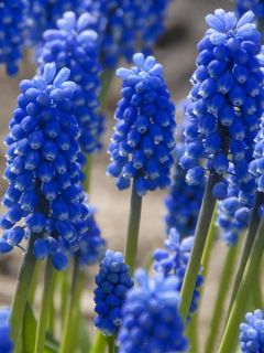 Muscari Aucherii Blue Magic 7+ Muscari Aucherii Blue Magic 7+